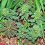 Euphorbia epithmoides polychroma Bonfire